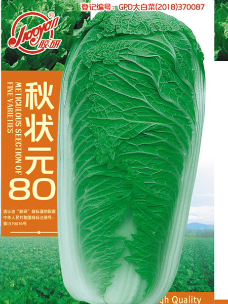 Qiuzhuangyuan 80——Autumn-sowing Cabbage
